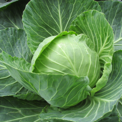Cabbage