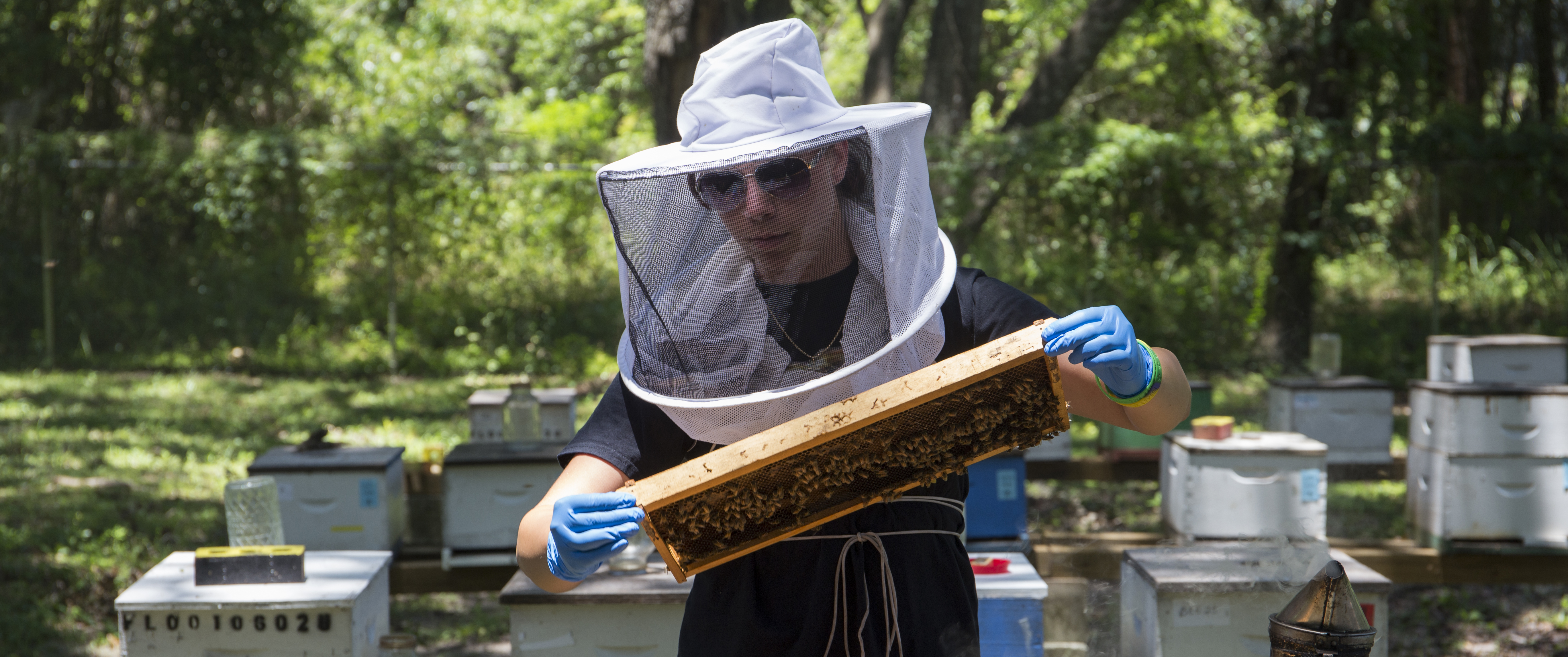 A UF beekeeper inspecting a hive removed from a bee box at the UF bee unit.