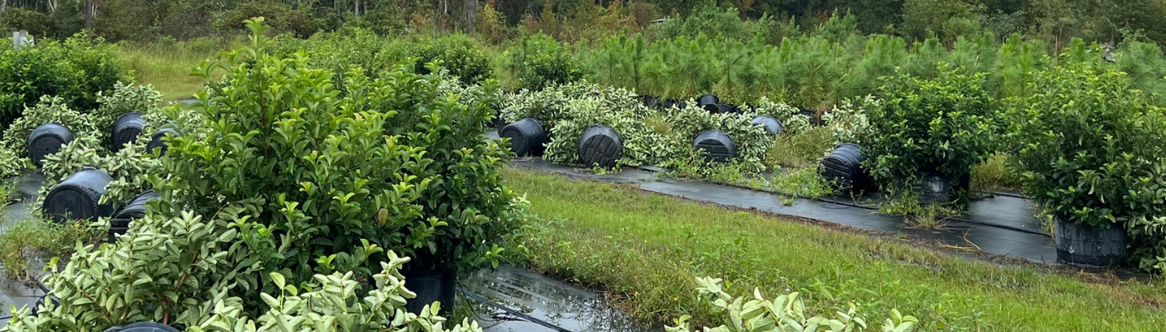 Nursey Crop Storm Damages