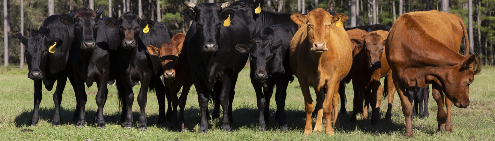 beef cattle