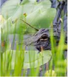 gator